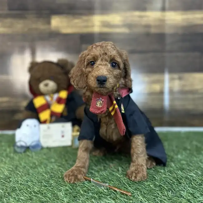 Male Mini Irishdoodle 2nd Gen Puppy for Sale in Saugus, MA