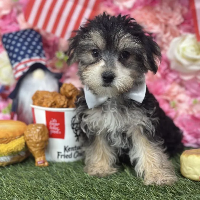 Male Morkie Puppy for Sale in Saugus, MA