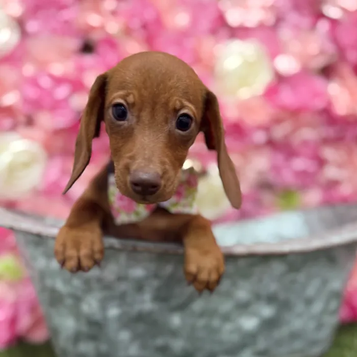 Male Dachshund Puppy for Sale in Braintree, MA