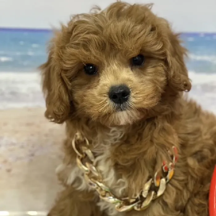 Male Cavapoo Puppy for Sale in Saugus, MA