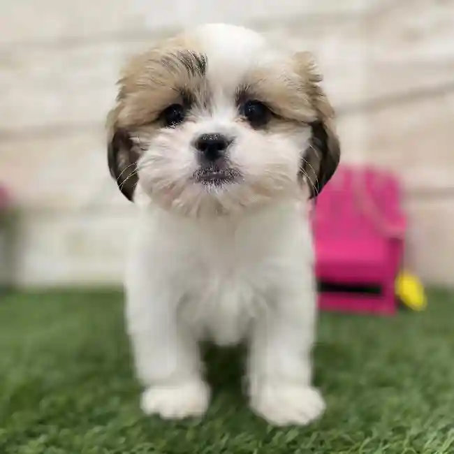 Female Malshi Puppy for Sale in Braintree, MA