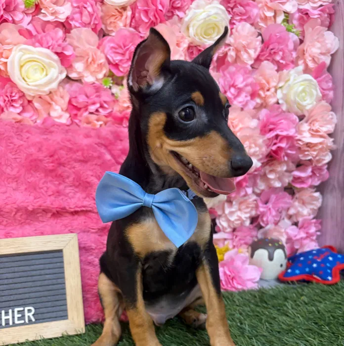 Male Miniature Pinscher puppy named Brody for sale at Pet Express Saugus.