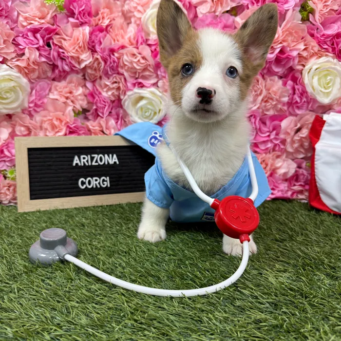 Female Pembroke Welsh Corgi puppy named Arizona for sale at Pet Express Braintree.