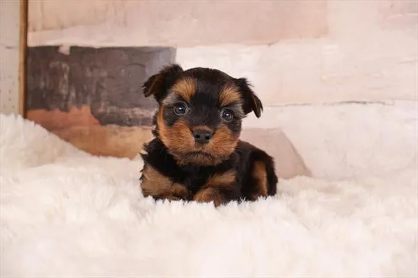 Male Yorkshire Terrier puppy named Sammie for sale at Pet Express Braintree.