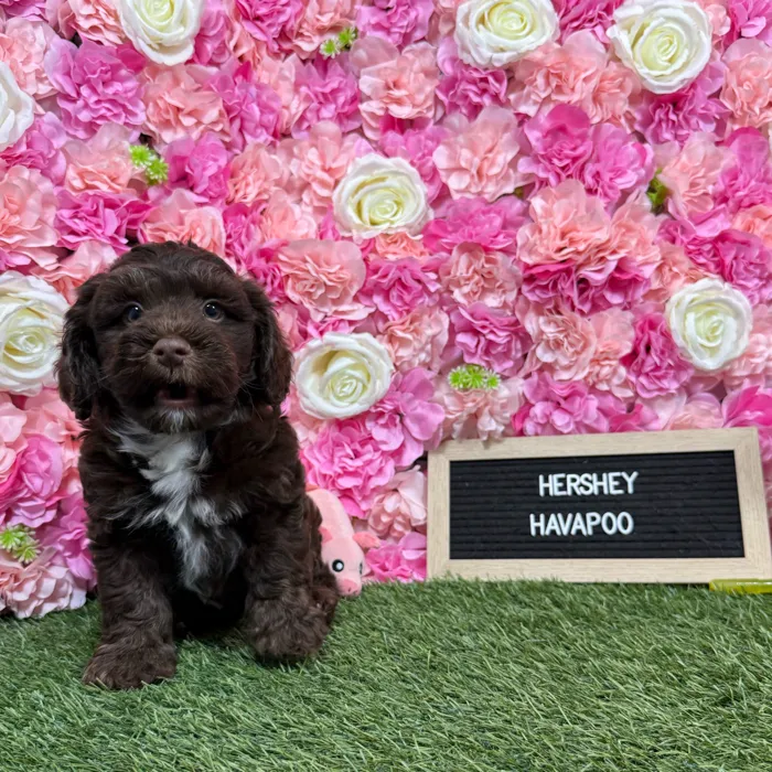 Male Havapoo puppy named Hershey for sale at Pet Express Braintree.