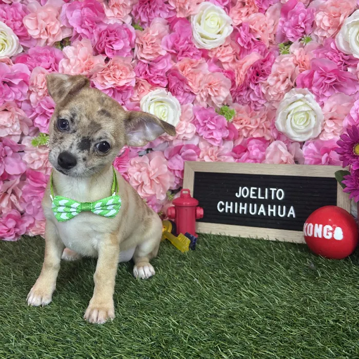 Male Chihuahua puppy named Joelito for sale at Pet Express Braintree.