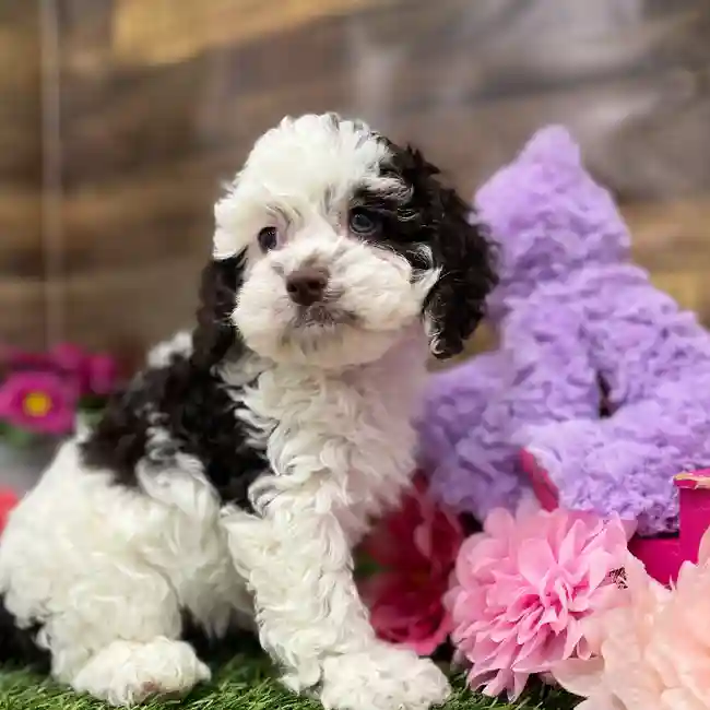 Female Cockapoo Puppy for Sale in Braintree, MA