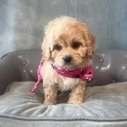 Female Cavapoo puppy named Pepper for sale at Pet Express Saugus.