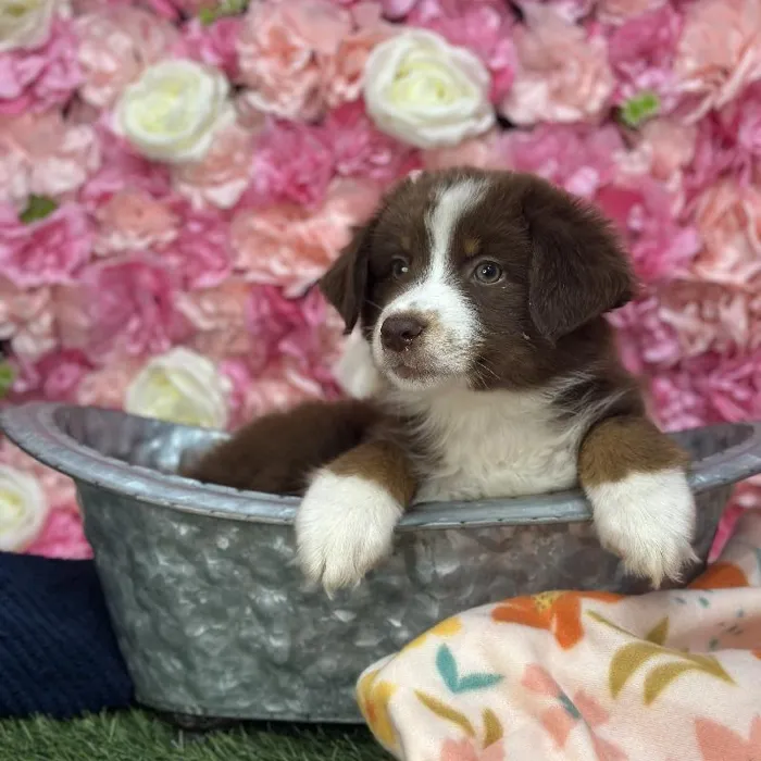 Female Miniature Australian Shepherd Puppy for Sale in Saugus, MA