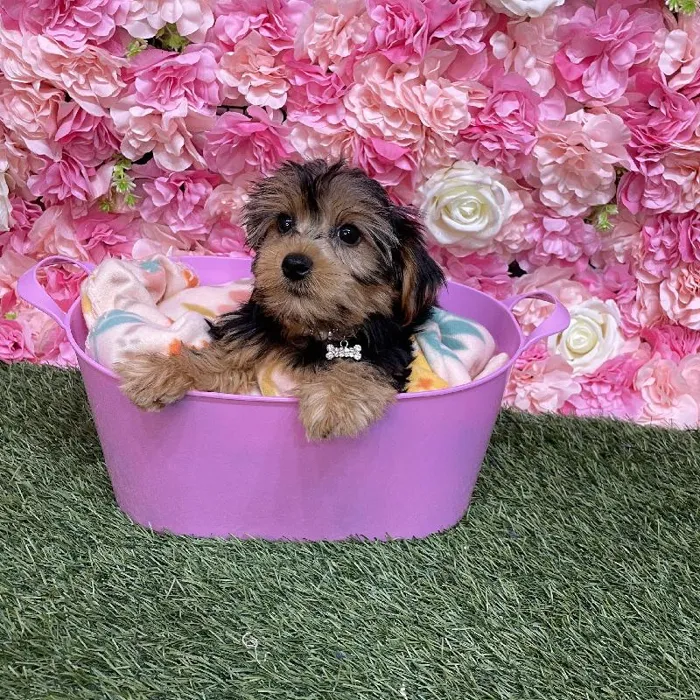 Female Yorkshire Terrier Puppy for Sale in Saugus, MA
