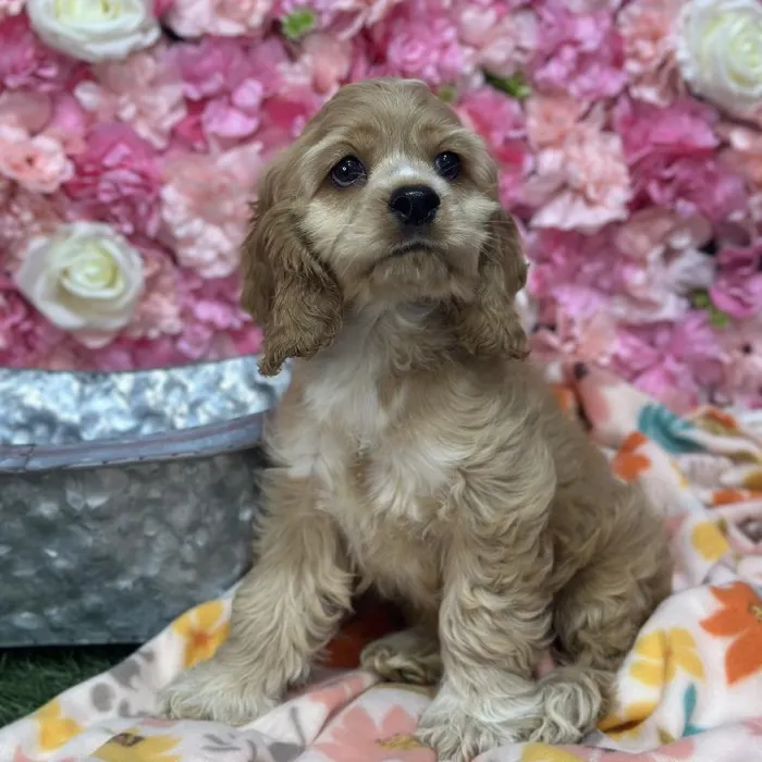 Female Cocker Spaniel Puppy for Sale in Saugus, MA