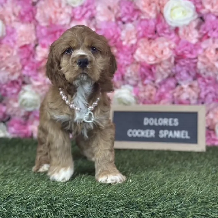 Female Cocker Spaniel puppy named Dolores for sale at Pet Express Saugus.