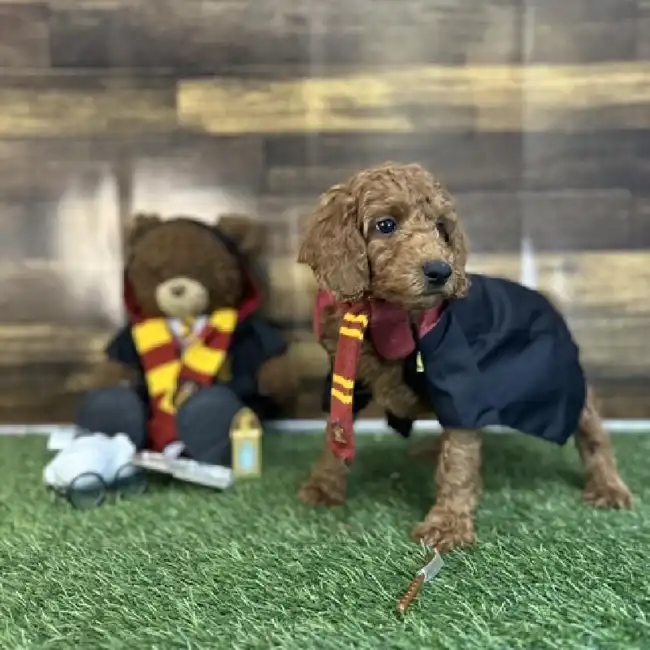 Male Mini Irishdoodle 2nd Gen Puppy for Sale in Saugus, MA