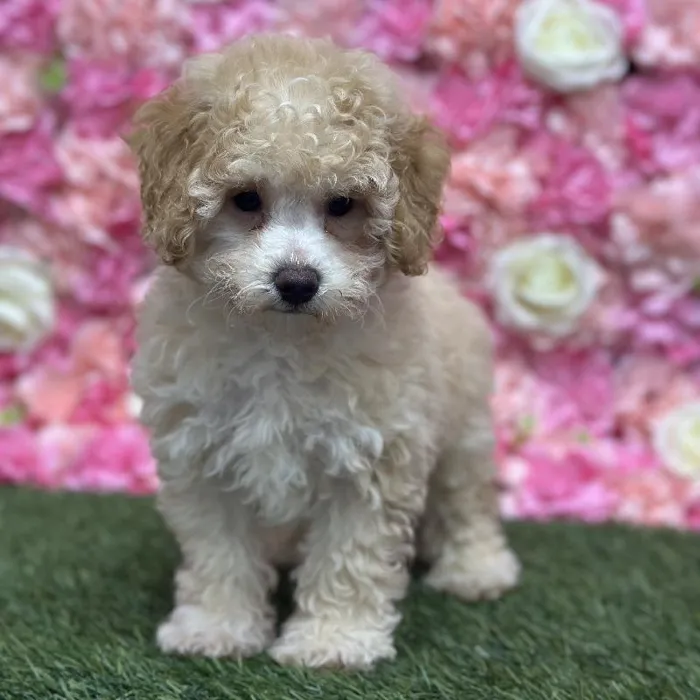 Male Mini Goldendoodle F1BB Puppy for Sale in Saugus, MA