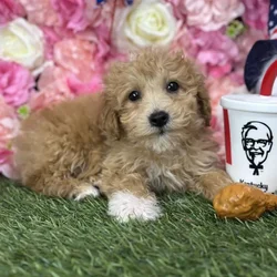 car_main_img_/media/ap_media/pets/OWMFHATRALJY180569.webp.250x250_q85.webp