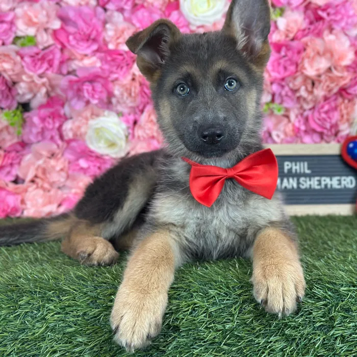 Male German Shepherd Dog puppy named Phil for sale at Pet Express Saugus.