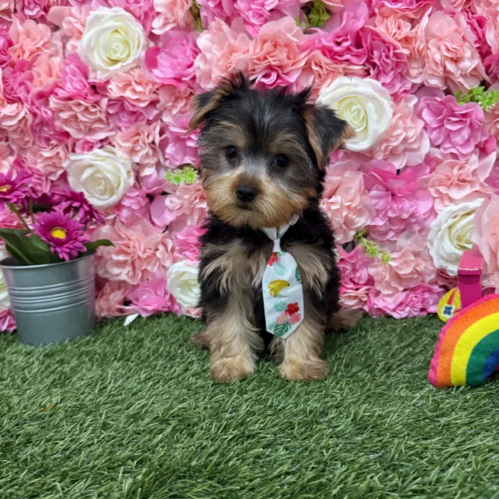 Male Yorkshire Terrier Puppy for Sale in Braintree, MA