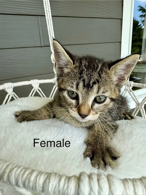 Female Domestic Short Hair kitten named Fluffy for sale at Pet Express Saugus.