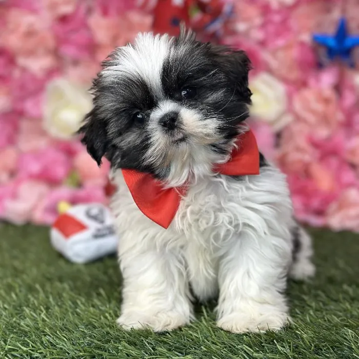 Male Shih Tzu Puppy for Sale in Saugus, MA