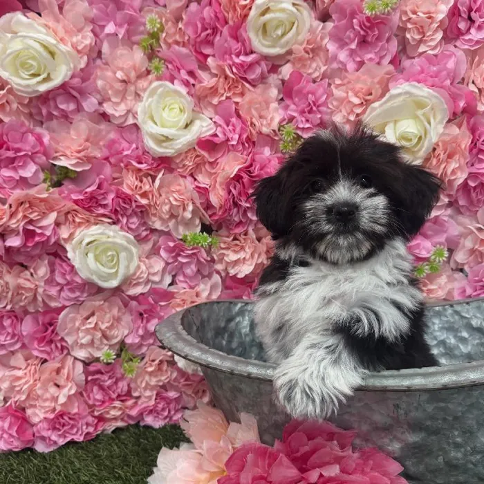 Female Havanese Puppy for Sale in Saugus, MA