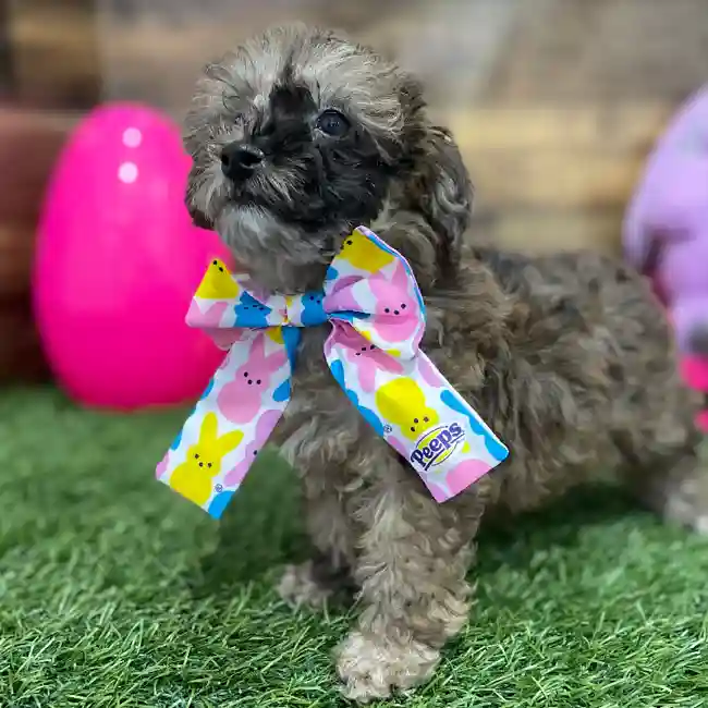 Female Poodle Toy Puppy for Sale in Braintree, MA