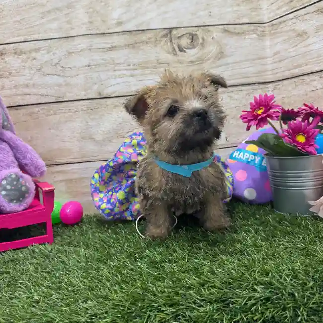 Female Cairn Terrier Puppy for Sale in Braintree, MA