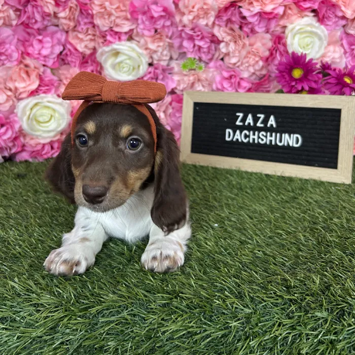 Female Dachshund puppy named Zaza for sale at Pet Express Braintree.