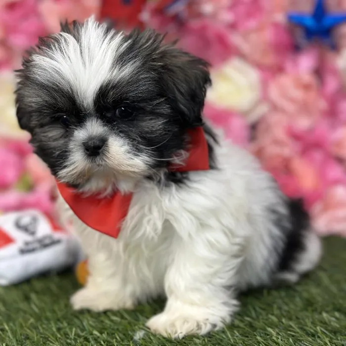Male Shih Tzu Puppy for Sale in Saugus, MA