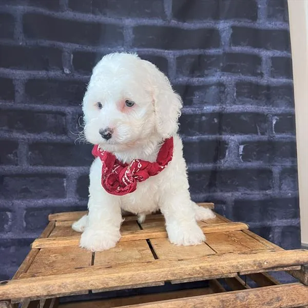 Male Cockapoo puppy named Joe for sale at Pet Express Braintree.