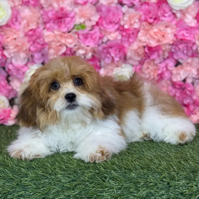 Male Lhasa-Poo puppy named Skipper for sale at Pet Express Saugus.