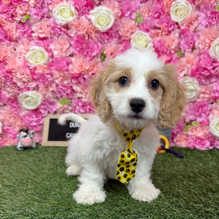 Male Cavachon puppy named Dunkin for sale at Pet Express Braintree.