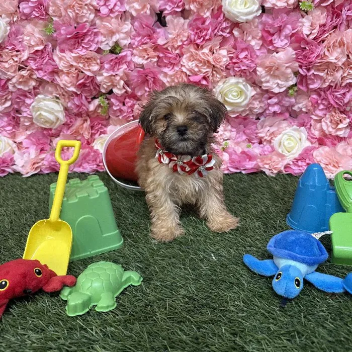 Female Shih-Poo Puppy for Sale in Saugus, MA