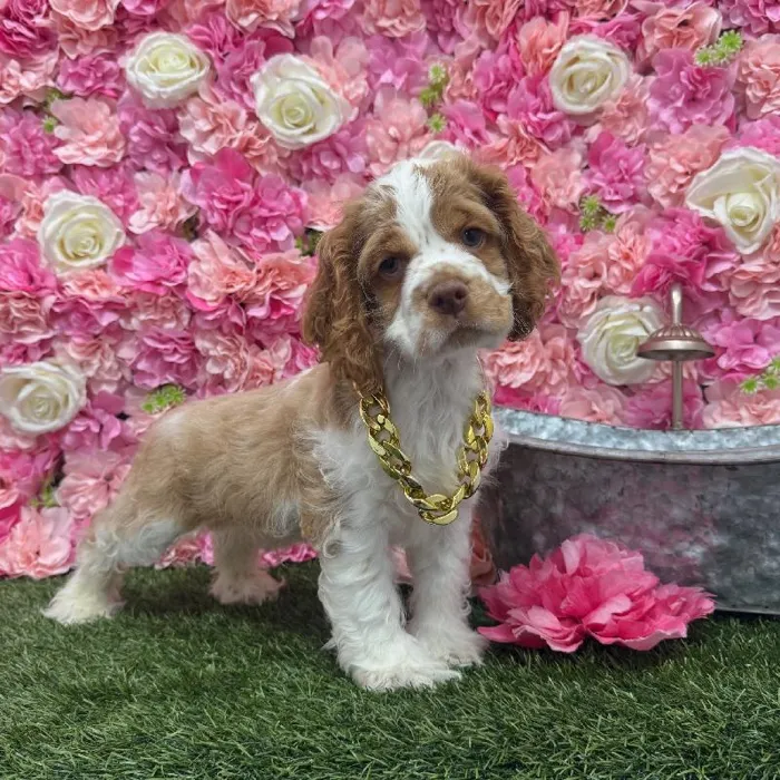 Male Cocker Spaniel Puppy for Sale in Braintree, MA