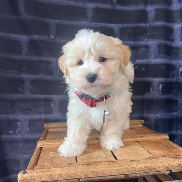Male Havanese puppy named Jackson for sale at Pet Express Braintree.