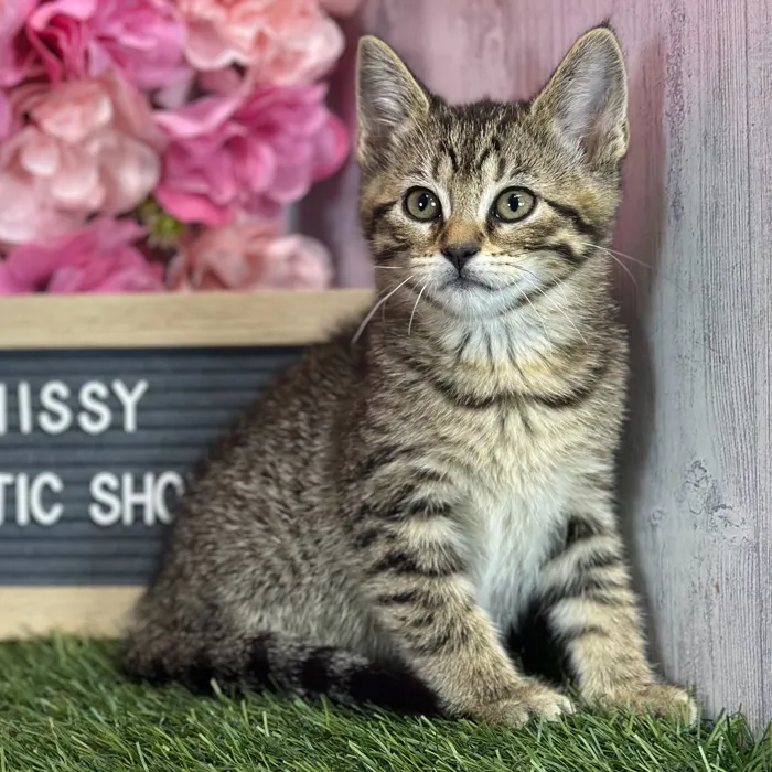 Female Domestic Short Hair kitten named Hissy for sale at Pet Express Saugus.