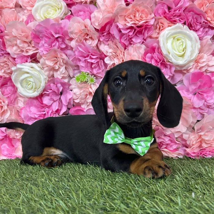 Male Dachshund puppy named Titan for sale at Pet Express Braintree.