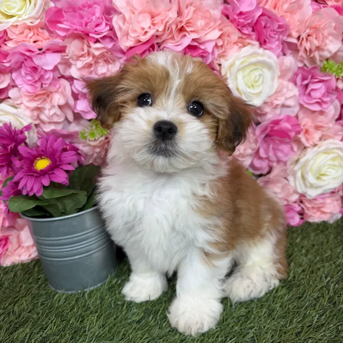 Male Lhasa-Poo puppy named Rajah for sale at Pet Express Braintree.