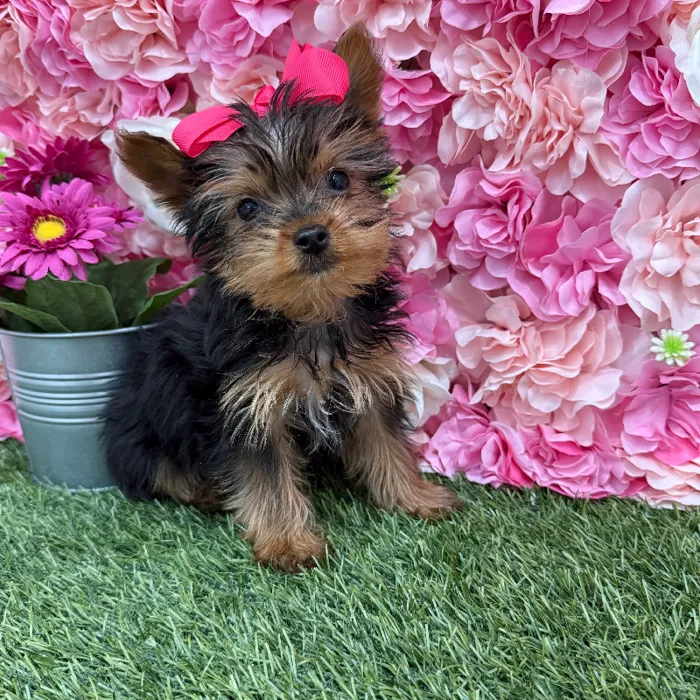 Female Yorkshire Terrier Puppy for Sale in Braintree, MA