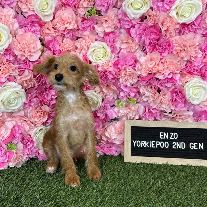 Male Yorkie-Poo 2Nd Gen puppy named Enzo for sale at Pet Express Braintree.
