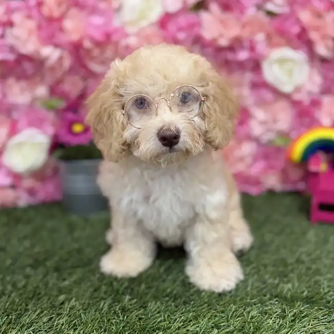 Female Mini NewfyPoo Puppy for Sale in Braintree, MA