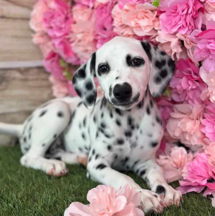 Female Dalmatian puppy named Lemon for sale at Pet Express Saugus.