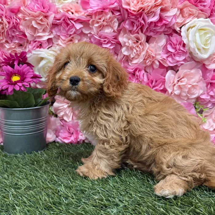 Female Cavapoo 2nd Gen Puppy for Sale in Braintree, MA