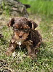 car_main_img_/media/ap_media/pets/PDAYBYZTPYAU188783.webp.250x250_q85.webp