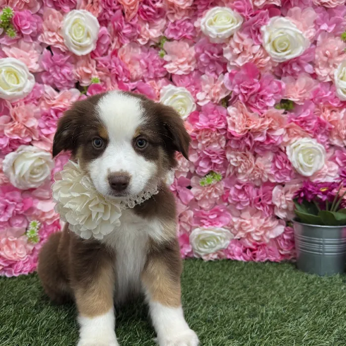 Female Miniature Australian Shepherd Puppy for Sale in Braintree, MA