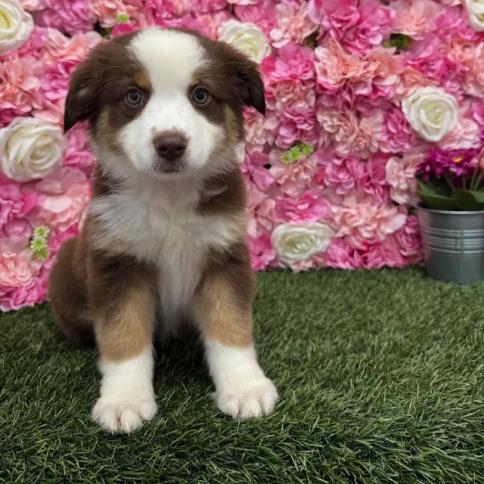 Female Miniature Australian Shepherd Puppy for Sale in Braintree, MA