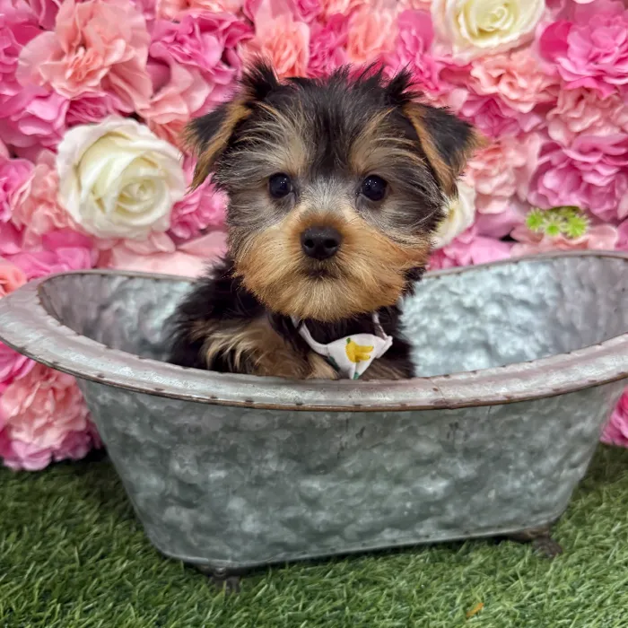 Male Yorkshire Terrier Puppy for Sale in Braintree, MA