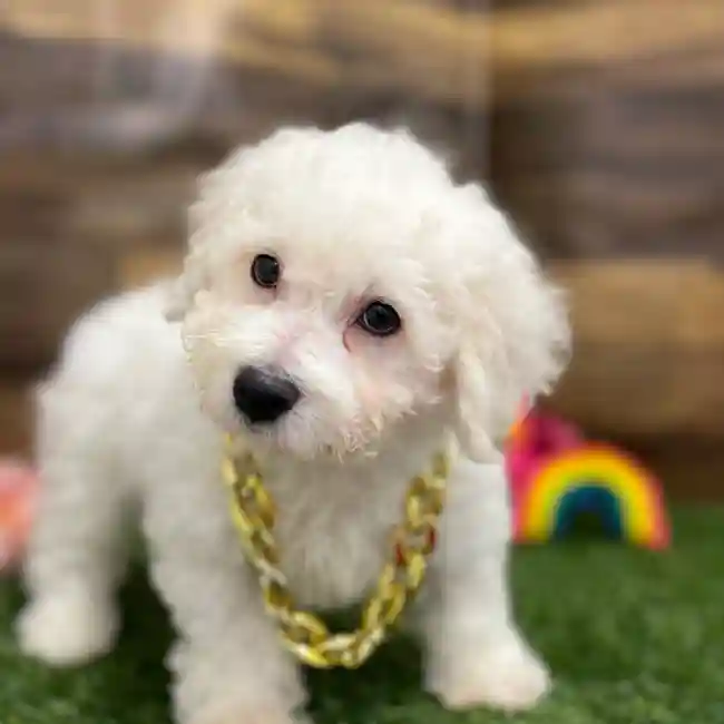 Male Bichon Frise Puppy for Sale in Braintree, MA