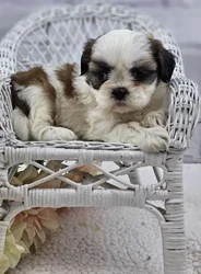 car_main_img_/media/ap_media/pets/PDPFVFPVBHAN189697.webp.250x250_q85.webp