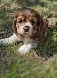 car_main_img_/media/ap_media/pets/PDTPZSOYFQPP189693.webp.250x250_q85.webp