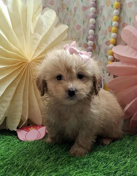Female Peke A Poo puppy named Reba for sale at Pet Express Saugus.